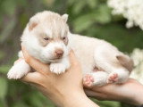 5 chiots Husky de Sibérie LOF nés en mai 2026 à réserver