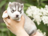 5 chiots Husky de Sibérie LOF nés en mai 2026 à réserver