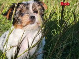 Deux chiots Biewer mâles non LOF nés en mars 2026 à vendre