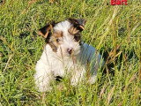 Deux chiots Biewer mâles non LOF nés en mars 2026 à vendre