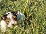 Deux chiots Biewer mâles non LOF nés en mars 2026 à vendre