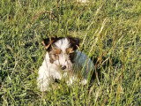 Deux chiots Biewer mâles non LOF nés en mars 2026 à vendre