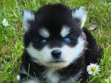 5 chiots Pomsky non LOF nés en avril 2026 à réserver