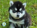 5 chiots Pomsky non LOF nés en avril 2026 à réserver