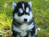 5 chiots Pomsky non LOF nés en avril 2026 à réserver