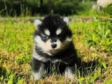 5 chiots Pomsky non LOF nés en avril 2026 à réserver