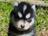 5 chiots Pomsky non LOF nés en avril 2026 à réserver
