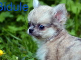 Trois chiots Chihuahua mâles poil long non LOF à vendre