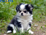 Trois chiots Chihuahua mâles poil long non LOF à vendre