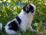 Trois chiots Chihuahua mâles poil long non LOF à vendre