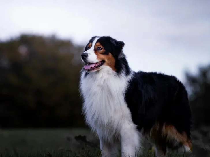 Berger Australien mâle bleu merle à la retraite inscrit au LOF à vendre