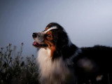 Berger Australien mâle bleu merle à la retraite inscrit au LOF à vendre