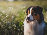 Berger Australien mâle bleu merle à la retraite inscrit au LOF à vendre
