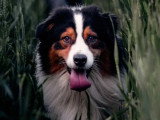 Berger Australien mâle bleu merle à la retraite inscrit au LOF à vendre