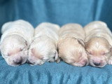 Portée de 9 Golden Retrievers LOF nés en avril 2026 à réserver
