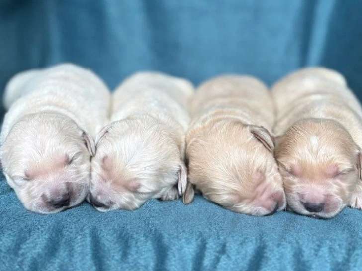 Portée de 9 Golden Retrievers LOF nés en avril 2026 à réserver