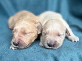 Portée de 9 Golden Retrievers LOF nés en avril 2026 à réserver
