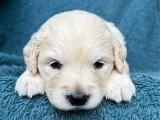 Portée de 9 Golden Retrievers LOF nés en avril 2026 à réserver
