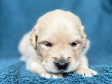 Portée de 9 Golden Retrievers LOF nés en avril 2026 à réserver