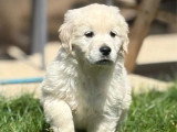 Portée de 9 Golden Retrievers LOF nés en avril 2026 à réserver