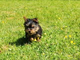 Chiot Yorkshire Terrier mâle non LOF de février 2026v à vendre