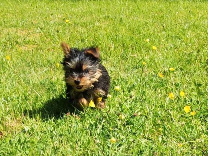 Chiot Yorkshire Terrier mâle non LOF de février 2026v à vendre