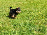 Chiot Yorkshire Terrier mâle non LOF de février 2026v à vendre