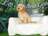4 chiots Cockapoo abricot non LOF nés en mars 2026 à vendre
