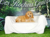 4 chiots Cockapoo abricot non LOF nés en mars 2026 à vendre