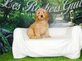 4 chiots Cockapoo abricot non LOF nés en mars 2026 à vendre