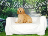 4 chiots Cockapoo abricot non LOF nés en mars 2026 à vendre