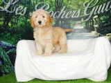 4 chiots Cockapoo abricot non LOF nés en mars 2026 à vendre