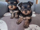 Chiot femelle Yorkshire non LOF disponible à la vente