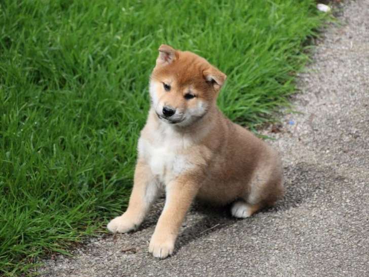 5 chiots Shiba Inu roux inscrits au LOF nés en mars 2026 à vendre