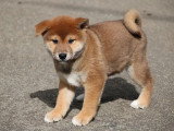 5 chiots Shiba Inu roux inscrits au LOF nés en mars 2026 à vendre