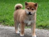 5 chiots Shiba Inu roux inscrits au LOF nés en mars 2026 à vendre