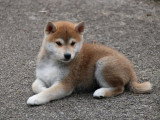 5 chiots Shiba Inu roux inscrits au LOF nés en mars 2026 à vendre