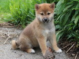 5 chiots Shiba Inu roux inscrits au LOF nés en mars 2026 à vendre