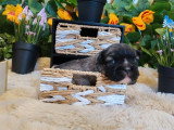 3 chiots mâles Bouledogue Français à poils longs non LOF à réserver