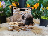 3 chiots mâles Bouledogue Français à poils longs non LOF à réserver