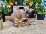 3 chiots mâles Bouledogue Français à poils longs non LOF à réserver