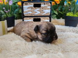 3 chiots mâles Bouledogue Français à poils longs non LOF à réserver