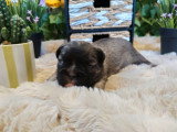 3 chiots mâles Bouledogue Français à poils longs non LOF à réserver