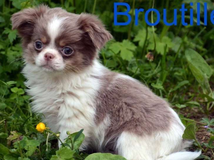 Quatre chiots Chihuahua mâles poil long non LOF à vendre