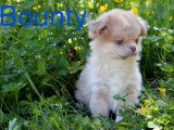 Quatre chiots Chihuahua mâles poil long non LOF à vendre