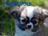 Quatre chiots Chihuahua mâles poil long non LOF à vendre