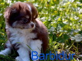 Quatre chiots Chihuahua mâles poil long non LOF à vendre