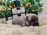 3 chiots Bouledogue Français non LOF nés en avril 2026 à réserver