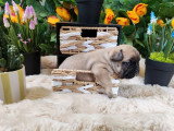 3 chiots Bouledogue Français non LOF nés en avril 2026 à réserver