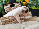 3 chiots Bouledogue Français non LOF nés en avril 2026 à réserver